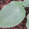 Hosta Blue Angel #1 - Image 2